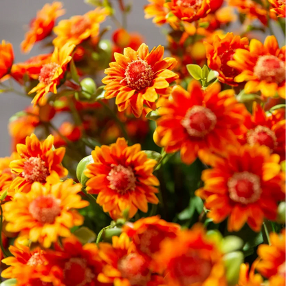 💥Artificial Outdoor Sunset Mums Flowers - UVresistant, Waterproof, Windproof🌼