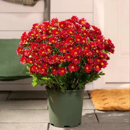 💥Artificial Outdoor Sunset Mums Flowers - UVresistant, Waterproof, Windproof🌼