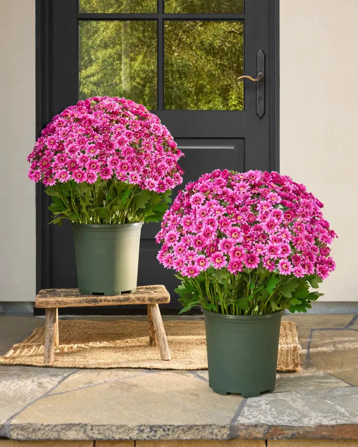 💥Artificial Outdoor Sunset Mums Flowers - UVresistant, Waterproof, Windproof🌼