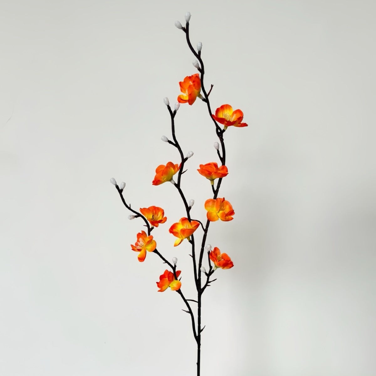 Orange×10