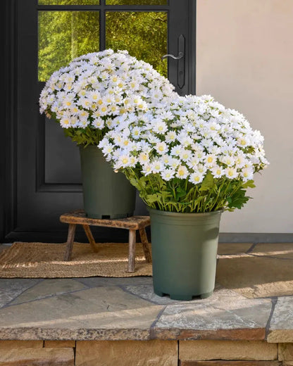 💥Artificial Outdoor Sunset Mums Flowers - UVresistant, Waterproof, Windproof🌼