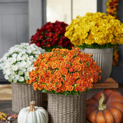 💥Artificial Outdoor Sunset Mums Flowers - UVresistant, Waterproof, Windproof🌼