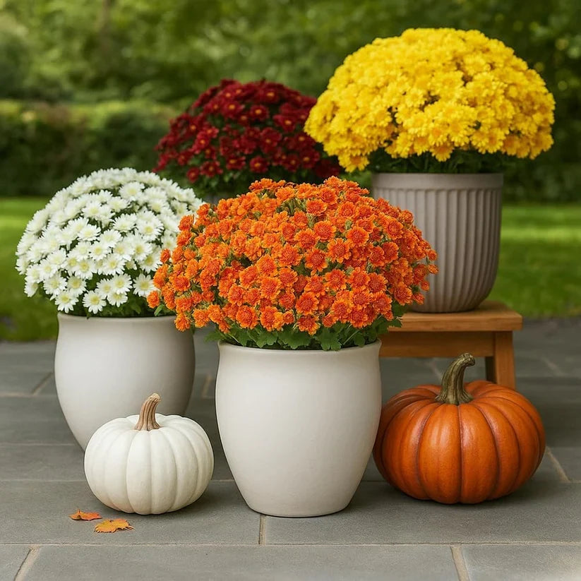 💥Artificial Outdoor Sunset Mums Flowers - UVresistant, Waterproof, Windproof🌼